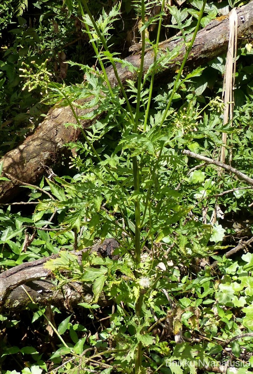 Erechtites valerianifolius (Link ex Spreng.) DC.